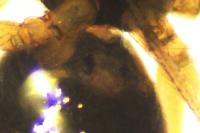 Linyphiidae