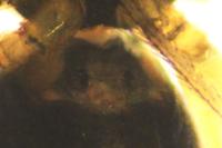 Linyphiidae
