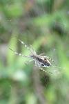 Uloborus walckenaerius