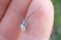 Uloborus walckenaerius