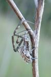 Uloborus walckenaerius