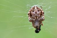 Agalenatea redii