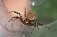 Xysticus kempeleni