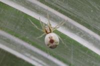 Nigma puella