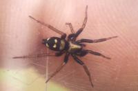 Callilepis