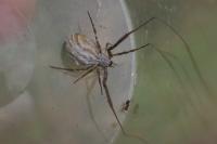 Uloborus walckenaerius