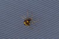 Theridula gonygaster