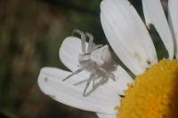Thomisus onustus