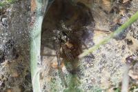 Agelena labyrinthica