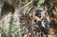 Agelena labyrinthica