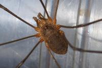 Phalangium opilio