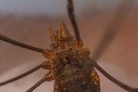 Phalangium opilio