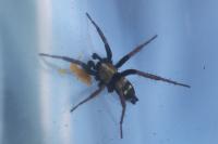 Callilepis