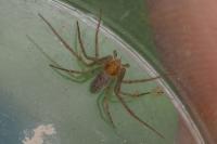 Philodromus