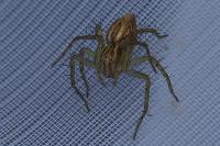 Oxyopes