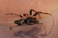 Cyclosa