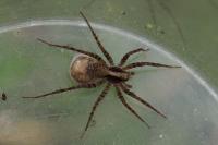 Pardosa