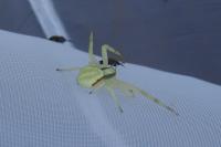 Misumena vatia