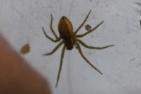 Dolomedes fimbriatus / Dolomedes plantarius