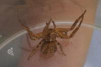 Xysticus