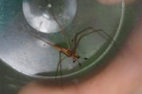 Tetragnatha