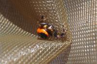 Synema globosum