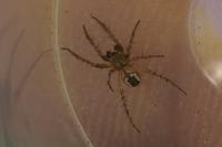 Mangora acalypha
