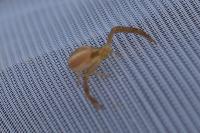 Runcinia grammica