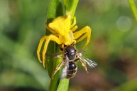 Thomisus
