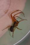 Anelosimus
