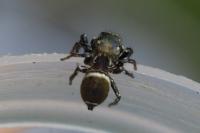Heliophanus