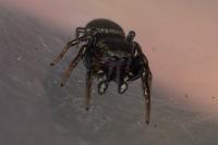 Heliophanus