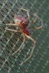 Theridiidae