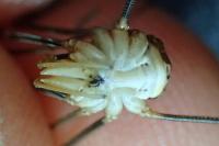 Phalangium opilio