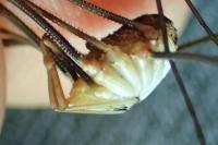 Phalangium opilio