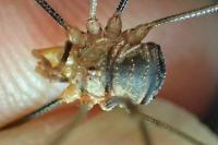 Phalangium opilio