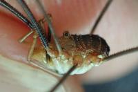 Phalangium opilio