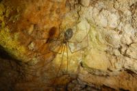 Pholcus phalangioides