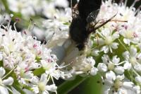 Misumena vatia