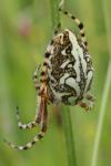 Aculepeira ceropegia