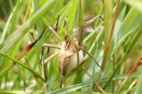 Pisaura mirabilis