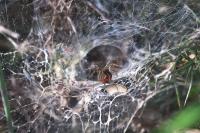 Agelena labyrinthica