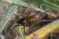 Agelena labyrinthica