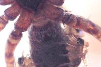 Arctosa