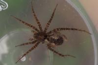 Arctosa