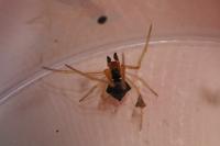 Theridula gonygaster