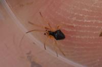Theridula gonygaster