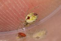 Nigma puella