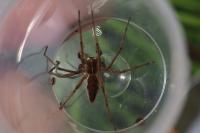 Pisaura mirabilis