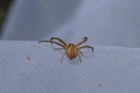 Runcinia grammica